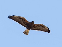 Q0I5292c  Swainson's Hawk (Buteo swainsoni) - dark juvenile